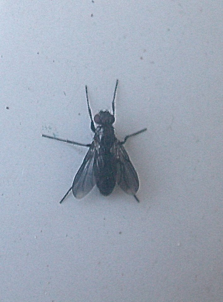 Melanophora roralis (Rhinophoridae).